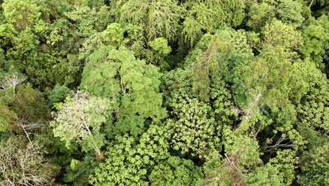 top-down-orbit-Aerial-of-rain-forest-in-South-East-Asia,-Wide-angle,-birds-eye-view