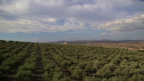 Olive-grove-windswept.-Italy.-Panoramic-view