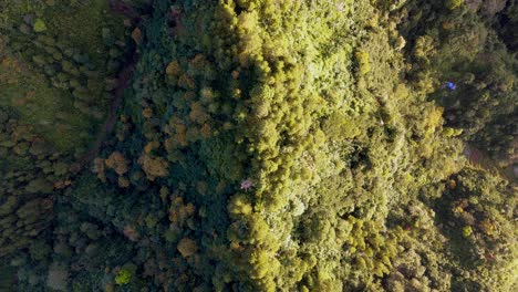 Aerial-view-of-forest-in-tropical-of-Indonesia-at-sunrise