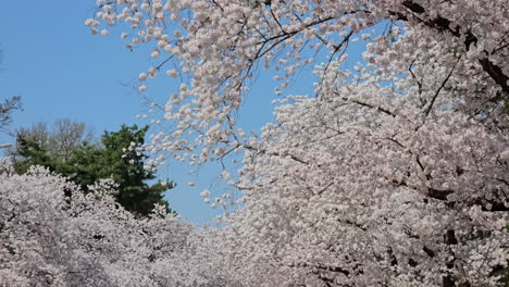 Person's-POV-Walking-Under-The-Cherry-Blossom-Trees-In-Let's-Run-Park-Seoul-Against-Blue-Sky,-South-Korea