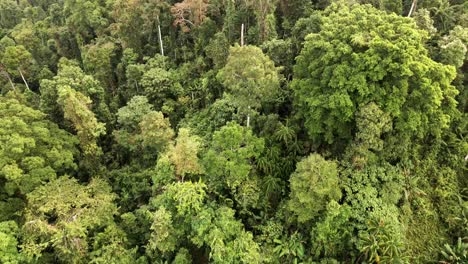 Aerial-reverse-reveal,-of-rain-forest-in-South-East-Asia,-Wide-angle,-birds-eye-view