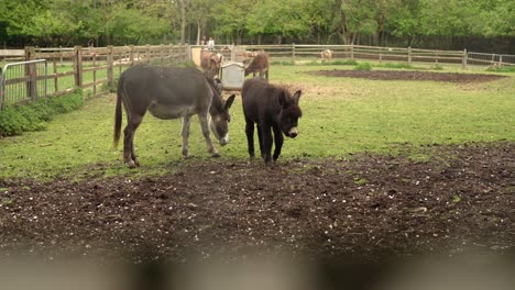 A-slow-motion-shot-of-2-donkeys-on-a-farm