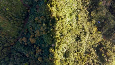 Top-down-view-of-tropical-forest