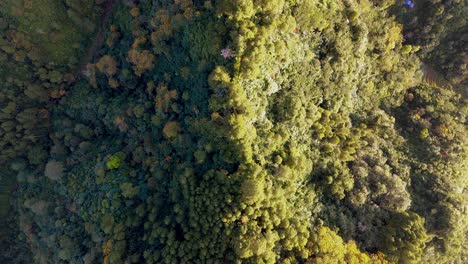 Overhead-drone-view-of-pine-trees-forest