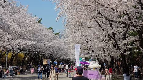 Locals-And-Tourists-Walking-In-The-Cherry-Blossom-Road---Popular-Attraction-During-Spring-In-South-Korea