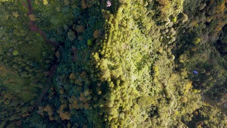 Top-down-aerial-view-of-autumn-forest,-fall-woodland-aerial-shot