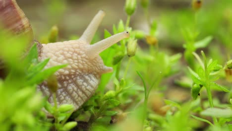 Garden-Snail-Retracting-Tentacles-With-Eyes-While-Crawling-On-The-Plant