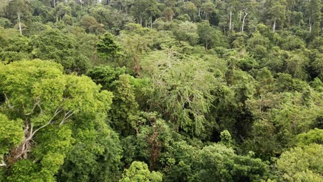 Aerial-orbit-of-rain-forest-in-South-East-Asia,-Wide-angle,-birds-eye-view