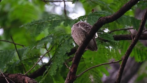 Suddenly-turns-its-head-to-its-left-to-preen-its-wing-and-back-then-its-front-and-right-foot,-Spotted-Owlet-Athene-brama,-Thailand