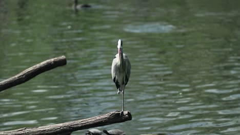 The-gray-heron-standing-and-after-finding-someting-before-on-a-log-which-is-sticking-out-of-the-water