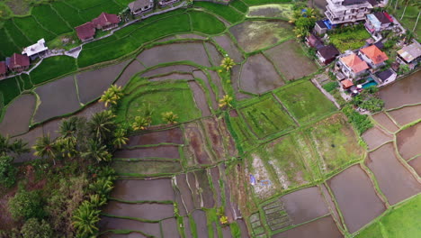 Luftdrohnenaufnahme-Von-Reisfeldern-In-Bali,-Indonesien