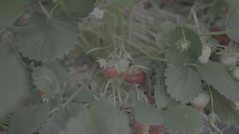 Close-up-shot-of-small-growing-strawberries-covered-in-green-plants-LOG
