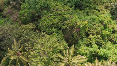 Aerial-Shot-Flying-Over-Jungle-and-River-in-Bali,-Indonesia
