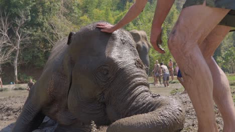 Toma-En-Cámara-Lenta-De-Un-Voluntario-Del-Santuario-Con-Un-Elefante-Tumbado-En-Un-Baño-De-Barro,-Chiang-Mai