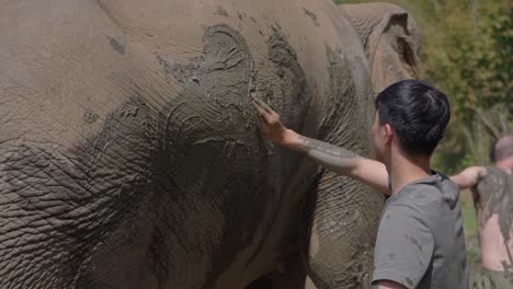 Slow-motion-shot-of-Male-volunteer-taking-an-elephant-with-mud-bath,-Chiang-Mai,-Elephant-Sanctuary