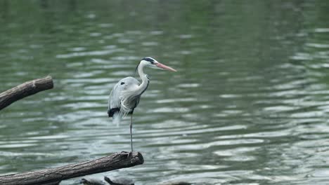 The-gray-heron-standing-on-a-log-which-is-sticking-out-of-the-water-with-windy-weather