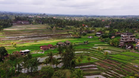 Aerial-Shot-of-Rice-Fields-and-Farms-in-Bali,-Indonesia