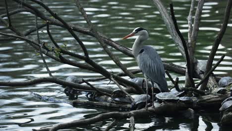 The-gray-heron-standing-with-turtles-on-some-logs-which-is-sticking-out-of-the-water