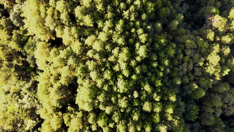 Top-down-view-of-forest-in-the-morning-with-The-rays-of-the-rising-sun-illuminates-of-the-trees,-woodland-aerial