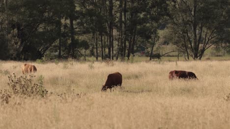 Cattle-feeding-in-long-grass-in-the-Scenic-Rim,-Queensland,-Australia