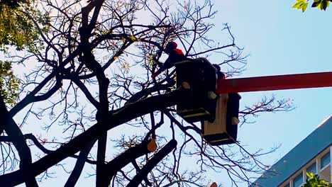 The-tree-surgeon-skillfully-removes-a-thick-branch-from-a-tall-tree