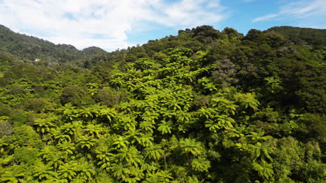 drone-fly-close-to-New-Zealand-fern-tree-valley-in-abel-tasman-national-park-aerial-footage