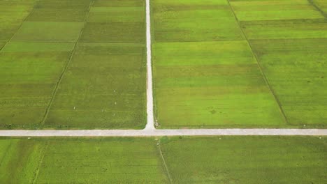 Slow-cinematic-tilt-up-over-rural-ripe-rice-fields-with-paths