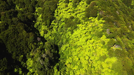 Lush-green-forest-of-silver-fern-tree-in-valley-of-New-Zealand,-aerial-top-down