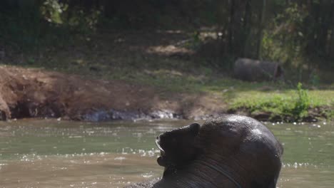 Submerged-elephant-taking-a-bath-on-river,-Elephant-Sanctuary-in-Chiang-Mai