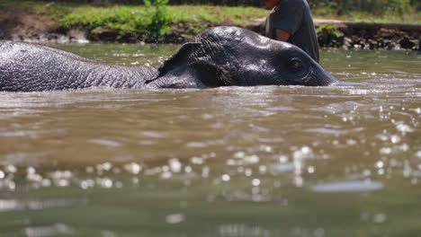 Voluntario-Jugando-Con-Elefante-Sumergido-En-El-Río,-Santuario-De-Elefantes-En-Chiang-Mai