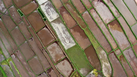 Top-Down-Aerial-Rising-Shot-of-Rice-Fields-in-Bali,-Indonesia