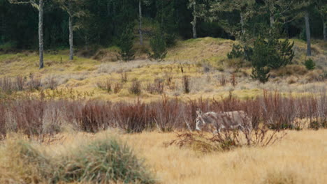 Donkey-walking-through-a-field-of-serrated-tussock-with-caribbean-pine-forrest-in-the-background