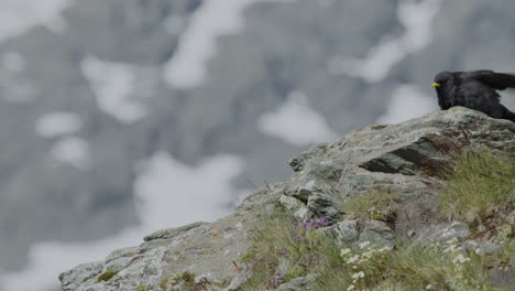 Mountain-Jackdaw-looking-for-food-in-the-mountains