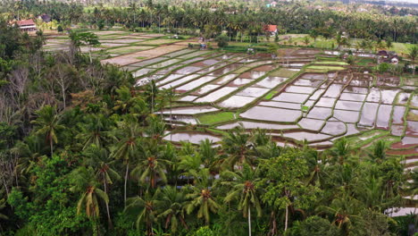 Erstaunliche-Luftaufnahme-Eines-Bauern,-Der-Auf-Reisfeldern-Arbeitet,-Während-Ein-Vogelschwarm-Auf-Bali,-Indonesien,-Vorbeifliegt