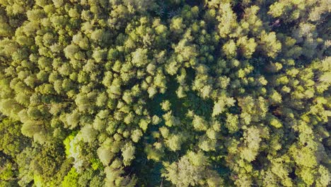 Top-down-view-of-vast-forests-in-Indonesia-in-the-morning