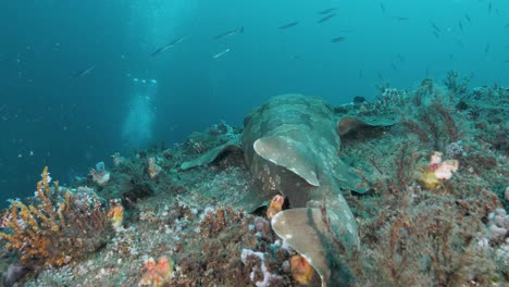 A-scuba-diver-inspecting-an-undersea-infrastructure-project-disturbs-a-shark-resting