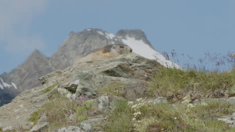 Murmeltier-Auf-Einem-Felsen-Vor-Einer-Bergkette