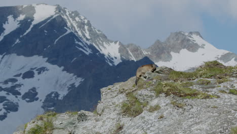 Marmot-running.Mountains-in-the-background