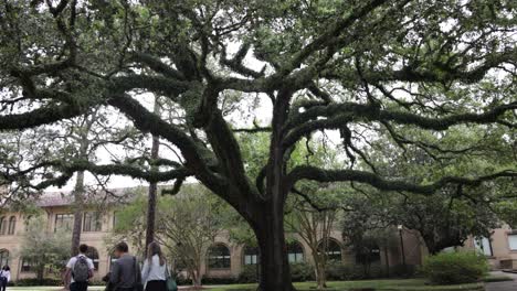 Estudiantes-Caminando-Junto-A-Un-Gran-árbol-En-El-Campus-De-La-Universidad-Estatal-De-Luisiana-Con-Video-Estable