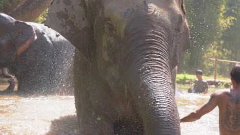 Mahout-Und-Freiwillige-Werfen-Wasser-Auf-Verspielte-Elefanten-Im-Fluss