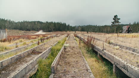 Verlassene-Zementgartenstruktur-In-Einem-Feld-Aus-Gezacktem-Büschelgras,-Umgeben-Von-Pinien-Im-Hintergrund