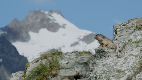 Close-up-of-marmot-on-the-lookout-in-the-mountains