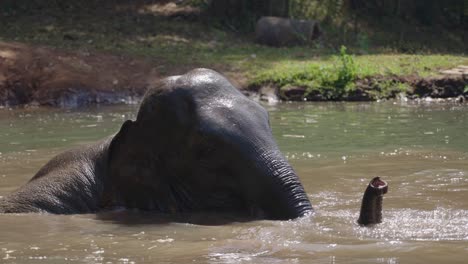 Primer-Plano-Elefante-Sumergido-Jugando-Con-La-Trompa-En-El-Santuario-De-Elefantes-De-Río,-Tailandia