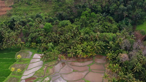 Luftaufnahme-über-Reisfelder-Und-Bauernhöfe-In-Bali,-Indonesien