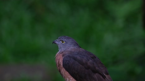 Looking-towards-its-back-over-its-right-shoulders-and-then-turns-its-head-to-the-left,-Chinese-Sparrowhawk-Accipiter-soloensis,-Philippines