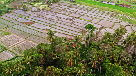 Aerial-Shot-Flying-Over-Rice-Fields-and-Jungle-in-Ubud,-Bali