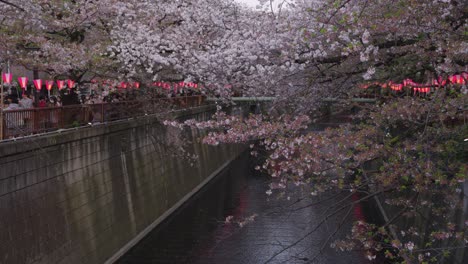 Sakura-Trees-along-Meguro-River-in-Tokyo,-Tilt-Establishing-Shot-4k