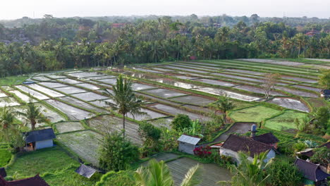 Aerial-Shot-Flying-Over-Farm-and-Rice-Fields-in-Ubud,-Bali