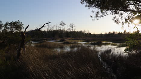Wide-salt-marsh-in-the-early-spring