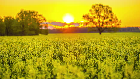 Bright-orange-sunset-timelapse-amongst-yellow-flower-field